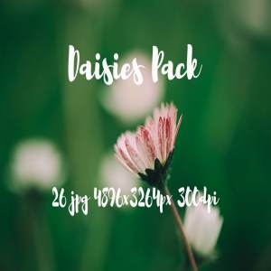 雏菊特写镜头高清照片素材 Daisies photo Pack