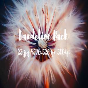 蒲公英特写镜头高清照片素材 Dandelion Pack photo pack