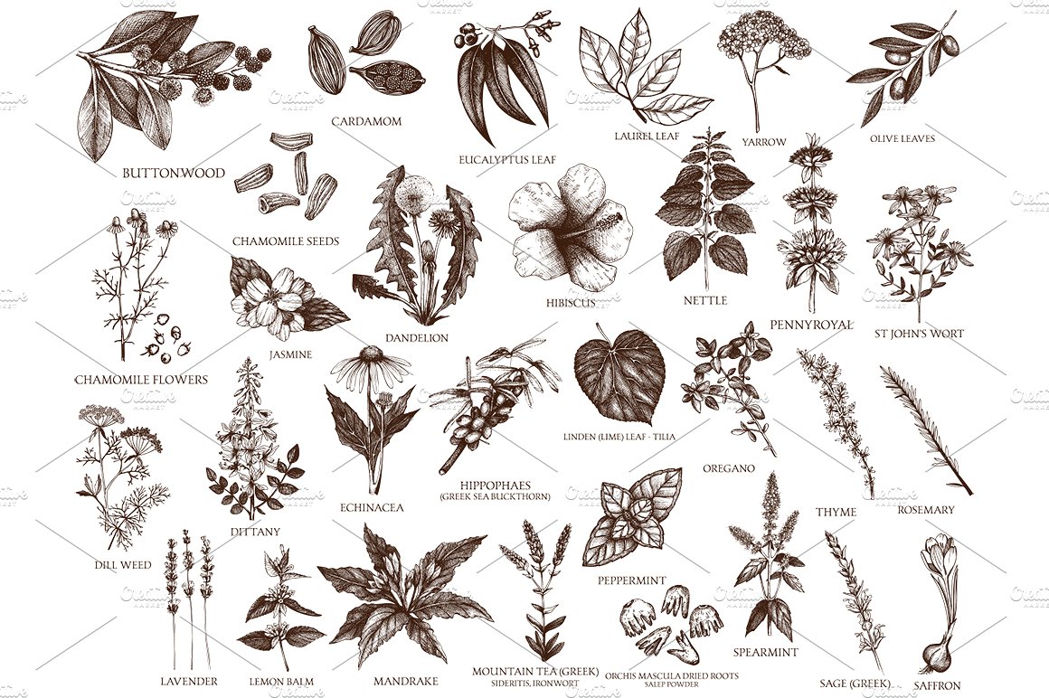 墨水手绘草本植物素描插图 Vector Plants, Herbs, Seeds Set