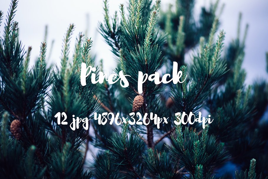 高清松树林照片素材包 Pines photo pack