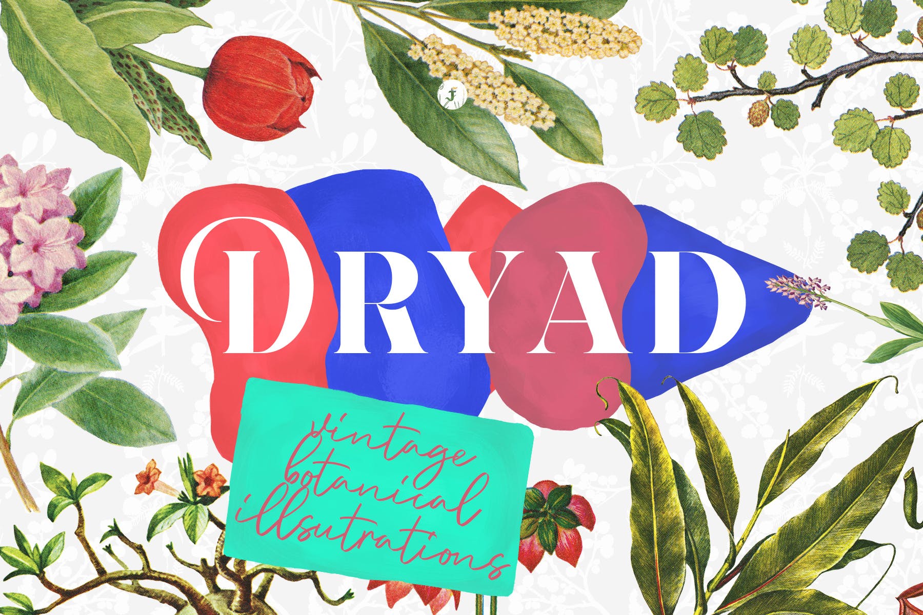 45款植物水彩手绘插画PNG素材 Dryad – Botanical Illustrations