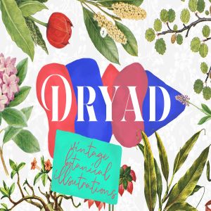 45款植物水彩手绘插画PNG素材 Dryad – Botanical Illustrations