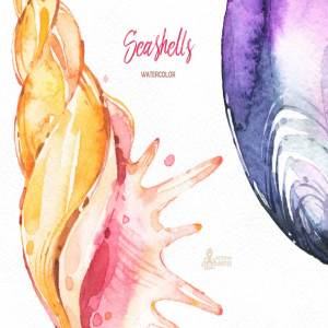 奇形怪状的贝壳水彩画素材集合seashells Watercolor Collection 一流设计网