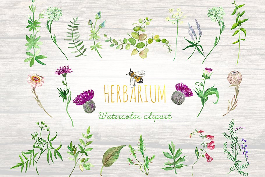 花草&蜜蜂剪贴画素材 Forest herbs, leaves foliage bee