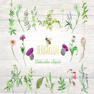 花草&蜜蜂剪贴画素材 Forest herbs, leaves foliage bee