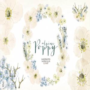 落基山罂粟花环水彩插画 Watercolor alpine poppy wreath