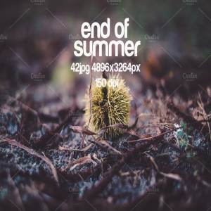 夏末静物特写镜头高清照片素材 end of the summer