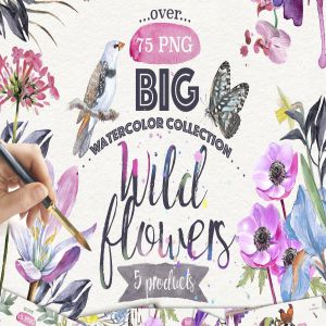 野外花卉水彩插画剪贴画大礼包 Wild flowers collection 75 PNG