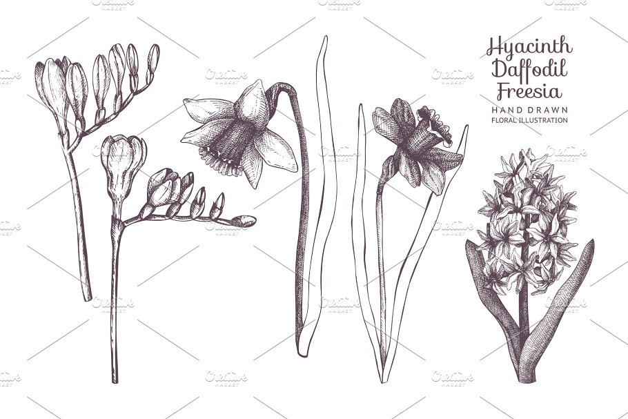 复古手绘春季花卉插图 Vector Flowers Collection