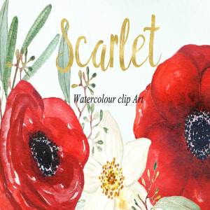银莲花水彩剪贴画 Anemones scarlet Watercolour clipart
