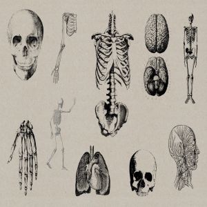50个老式人体解剖矢量插图 Vintage Anatomy Vectors插图4
