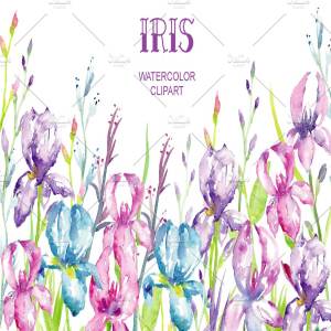 蓝紫色鸢尾属植物花卉水彩插画 Watercolor Blue, Purple Iris Clipart