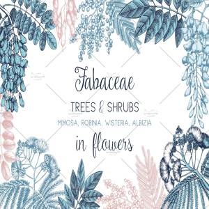 豆科植物和灌木手绘素描插画素材 Legumes Trees in Flowers Set