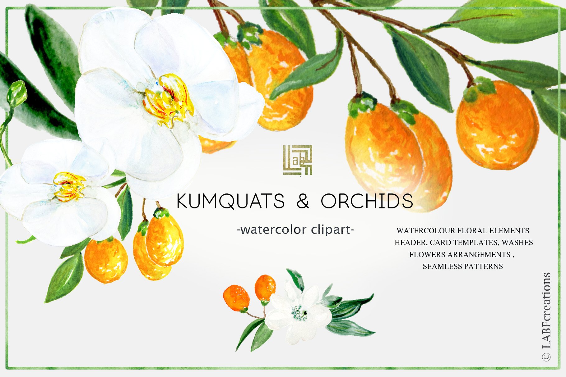 金橘和白色兰花手绘水彩画素材 Kumquat & white orchids. Watercolors