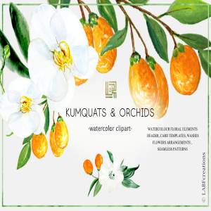 金橘和白色兰花手绘水彩画素材 Kumquat & white orchids. Watercolors