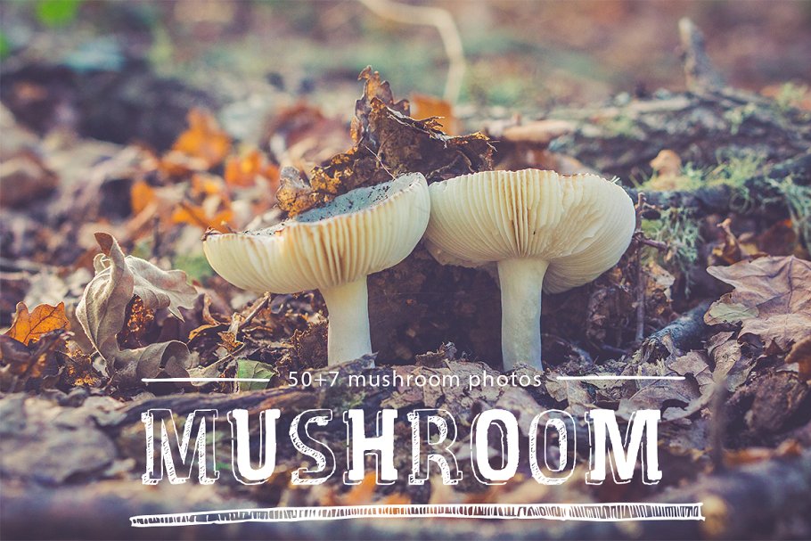 各种蘑菇高清照片素材 mushroom photo pack