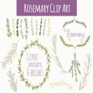 婚礼请柬迷迭香手绘剪贴画及矢量图  Rosemary Clip Art & Vectors