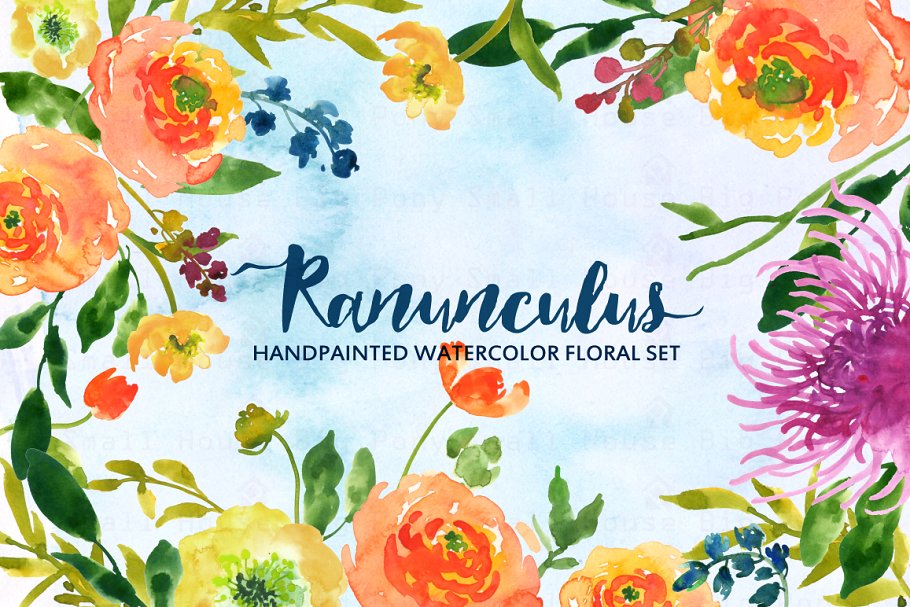 水彩手绘毛茛植物剪贴画 Ranunculus- Watercolor Clip Art