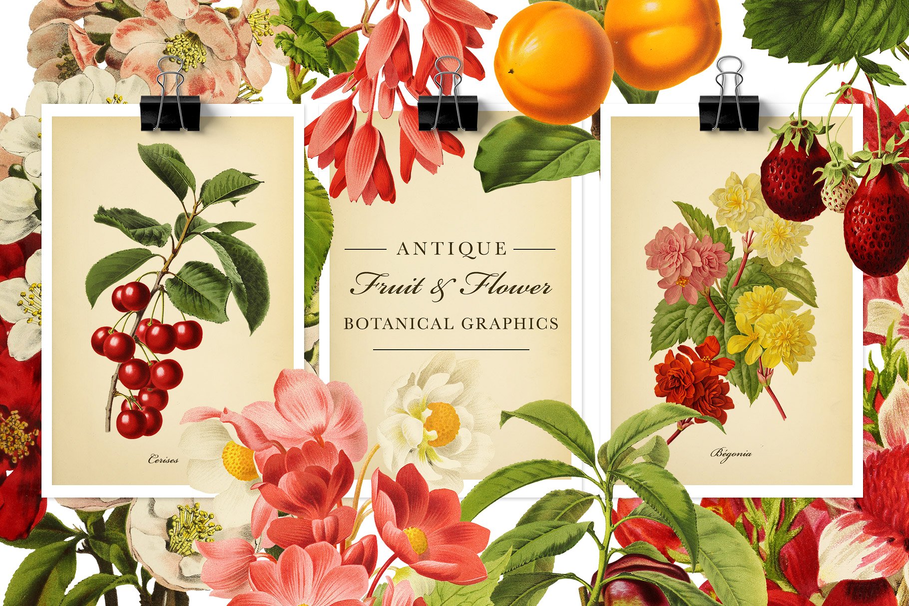 复古风格水果&花卉剪贴画素材 Antique Fruit & Flowers Graphics