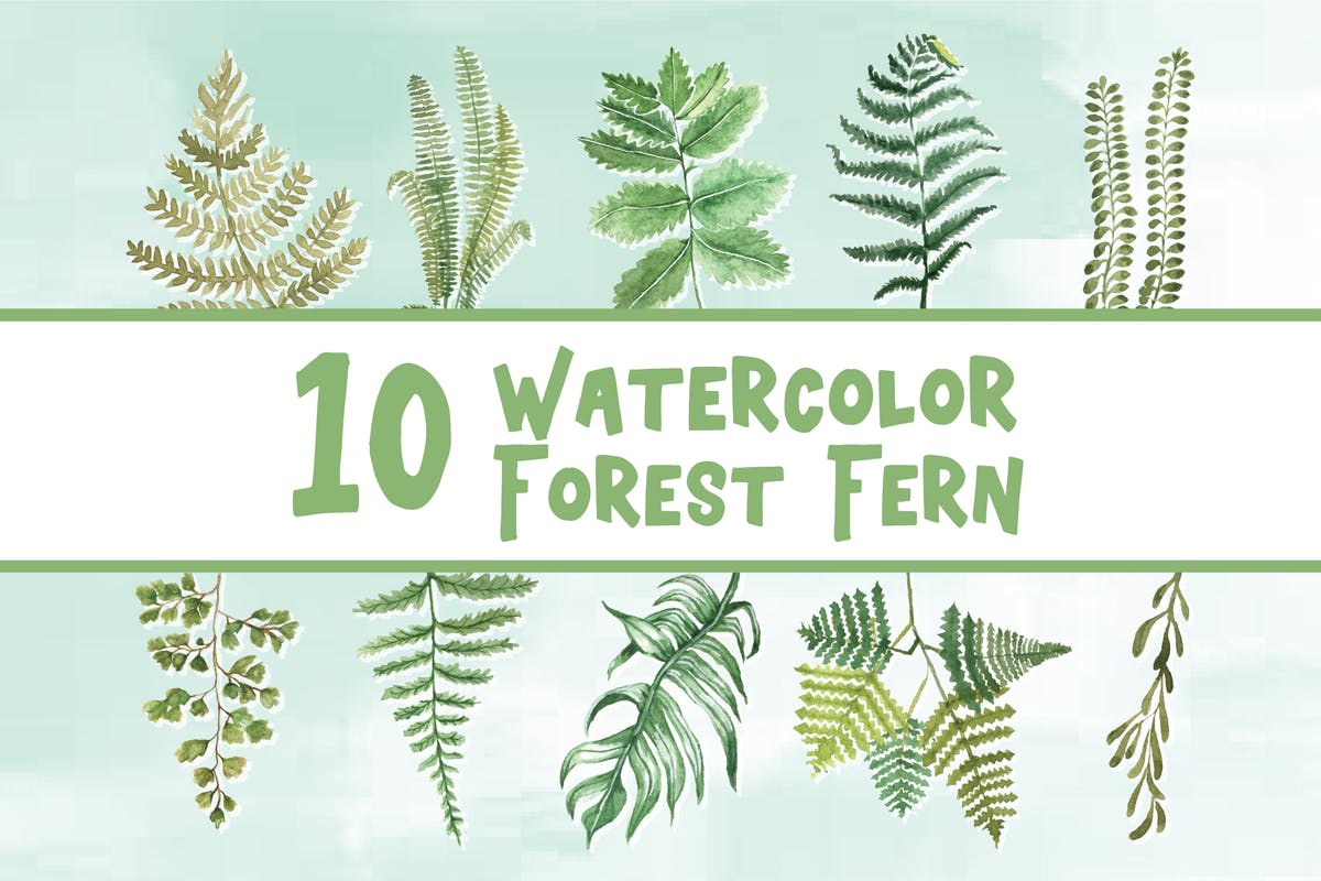 10款绿色蕨类植物水彩插画合集 10 Watercolor Forest Fern Illustration Graphics