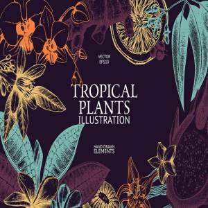 热带植物和花卉矢量图形 Vector Tropical Plants & Flowers