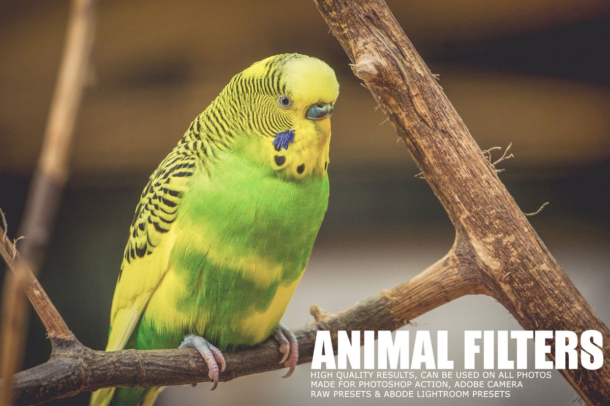 17个动物摄影后期处理滤镜LR预设 17 Animal Photography Lightroom Presets