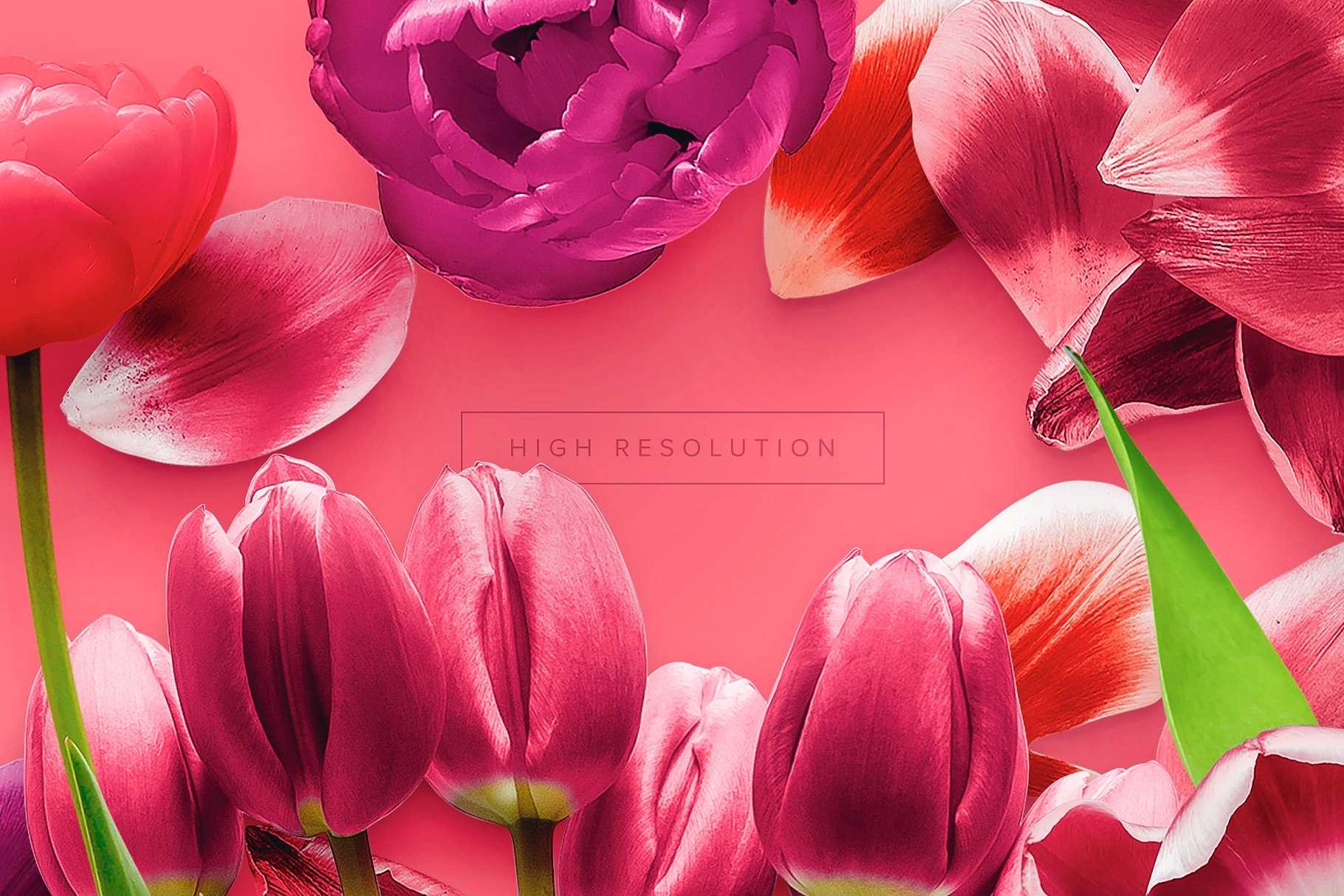 郁金香花卉场景样机 Flower Tulips Edition – Custom Scene[1.18GB]