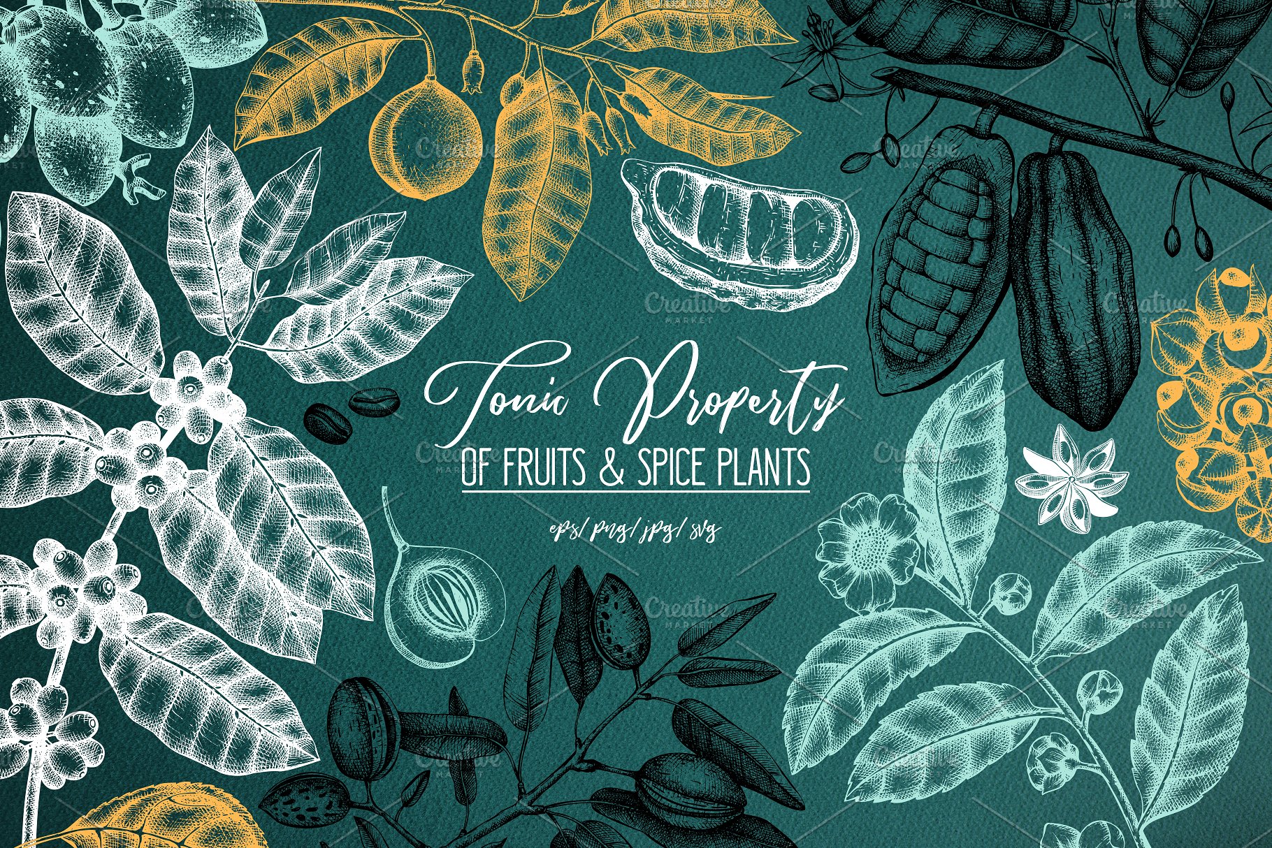 滋补辛辣植物素描矢量图形 Tonic & Spicy Plants Sketch Set