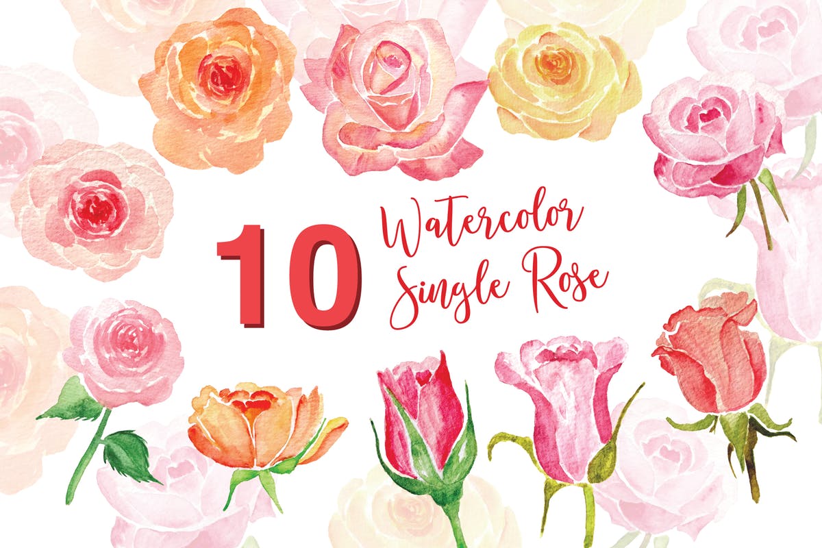 10个单株玫瑰水彩插画素材 10 Watercolor Single Rose Illustration