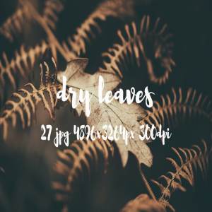 枯叶落叶高清照片素材 Dry leaves photo pack