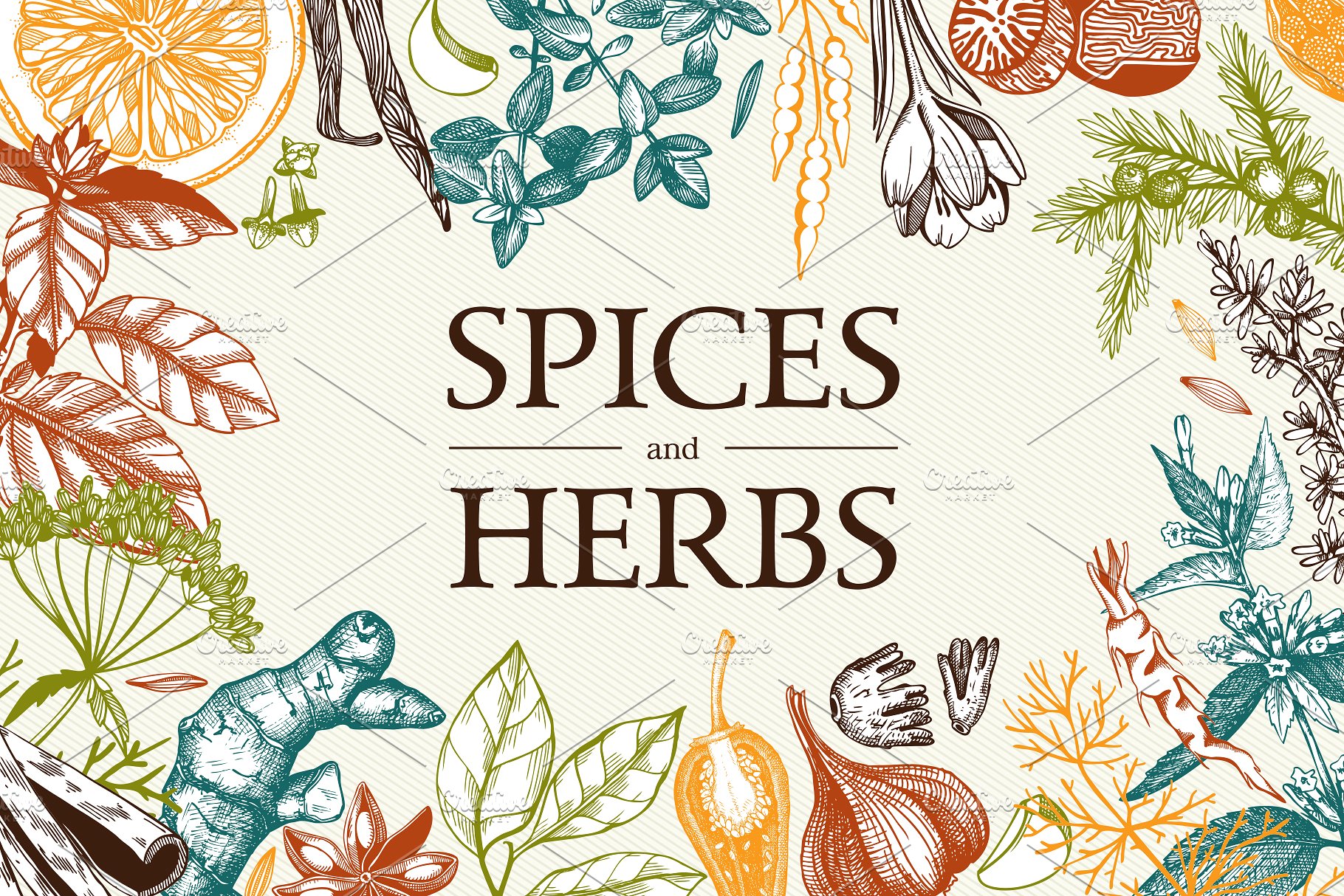 厨房香料及香草矢量插画 Vector Kitchen Spice & Herbs Set