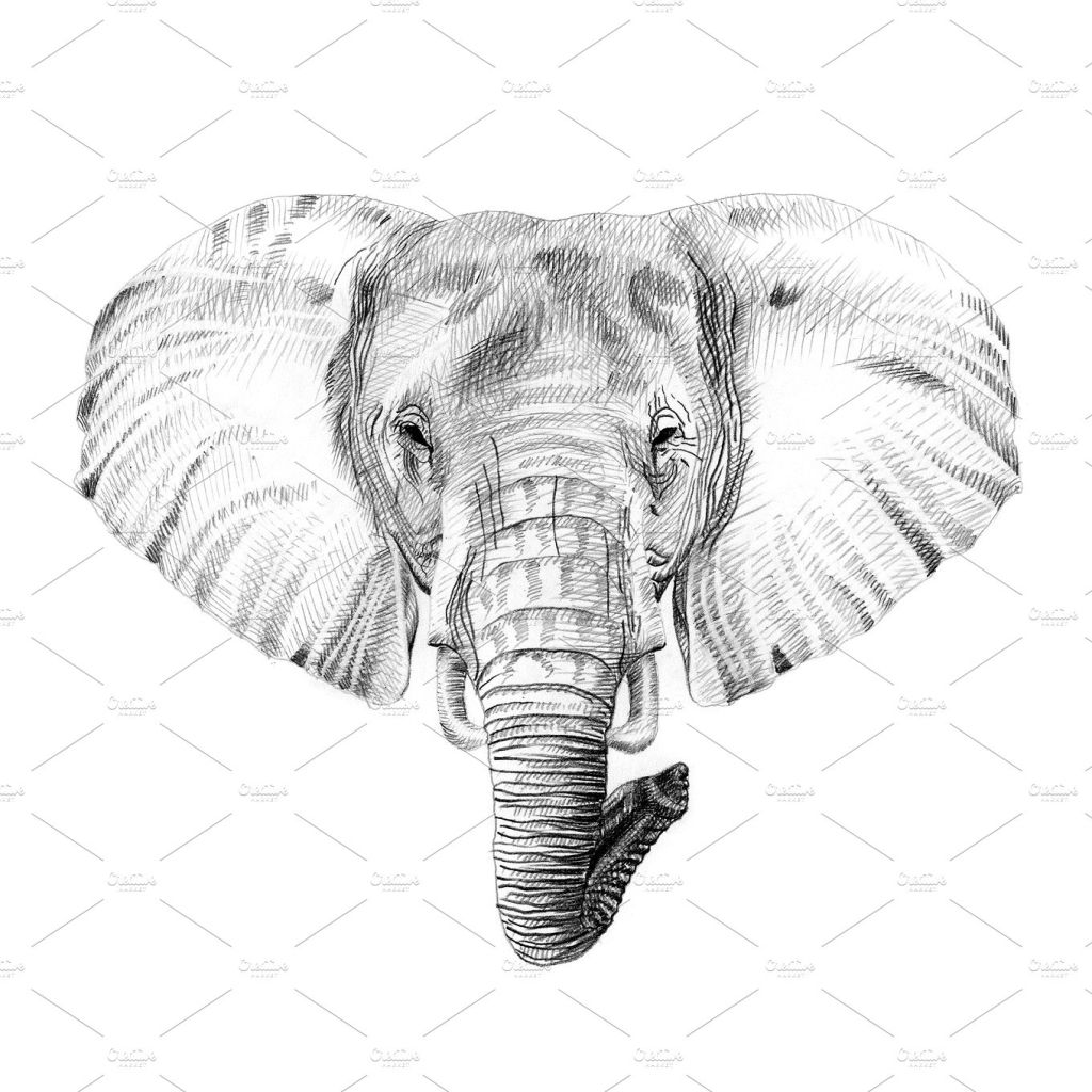 铅笔手绘大象肖像画  Portrait of elephant drawn by hand插图