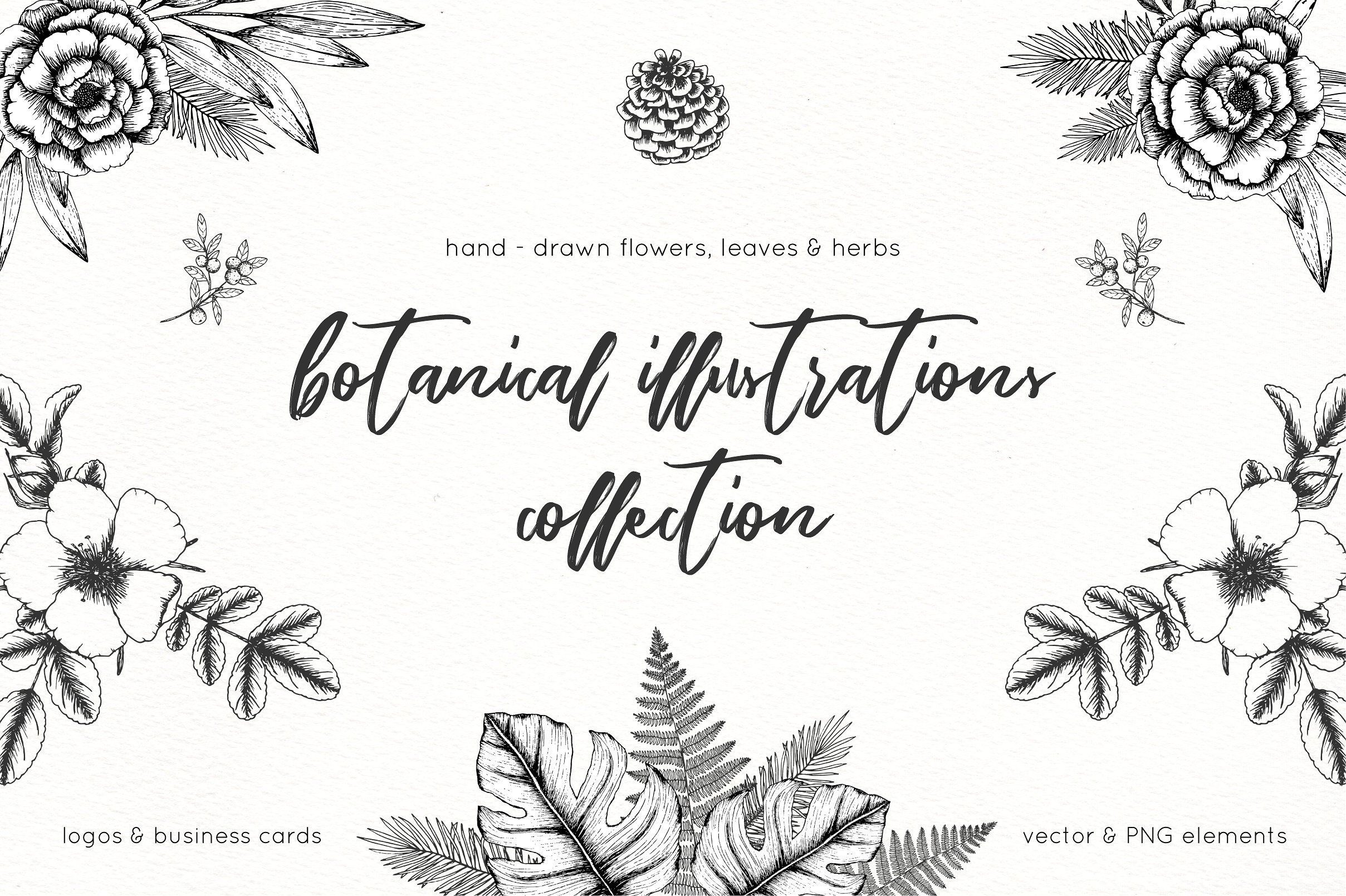 手绘植物矢量插图包