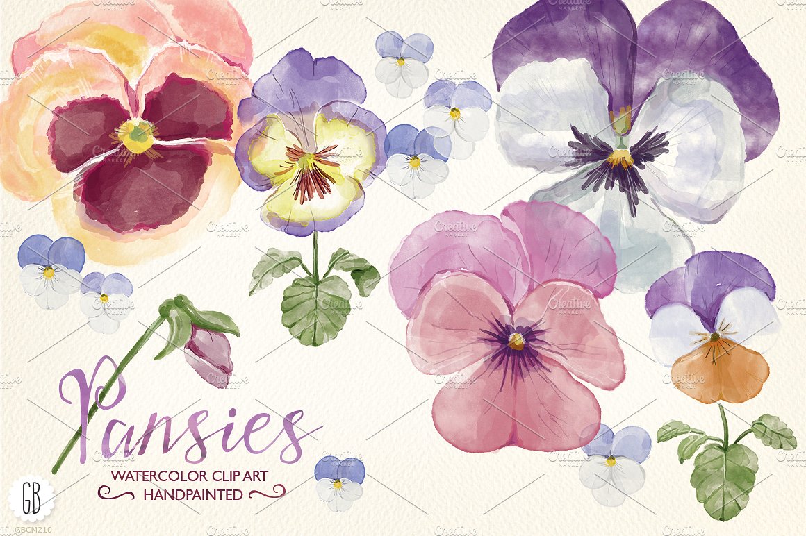 高品质的手绘花卉水彩图案 Watercolor hand painted pansies