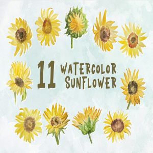 黄色向日葵水彩装饰元素插画 11 Watercolor Sunflower Illustration Graphics
