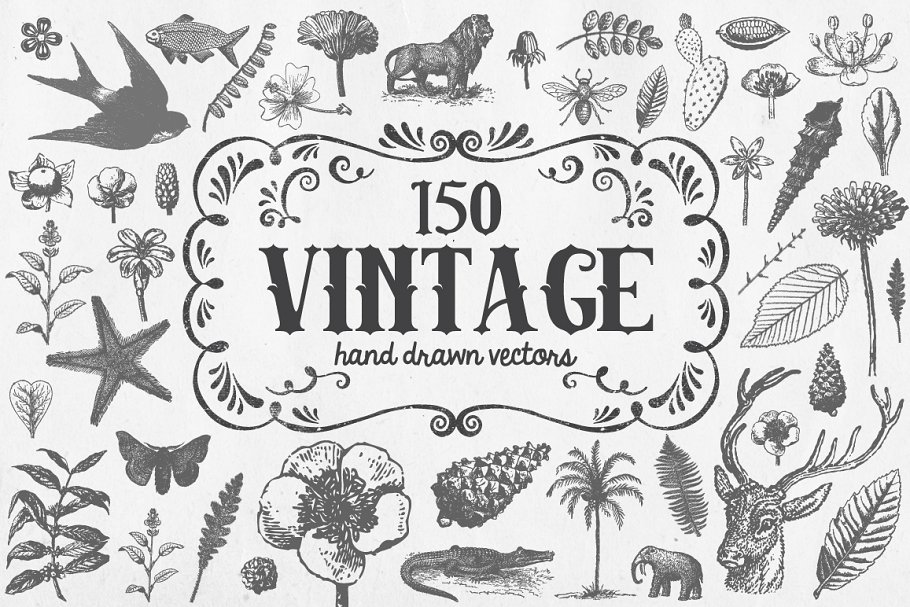 复古手绘动植物水彩插图 Vintage Vector Illustrations