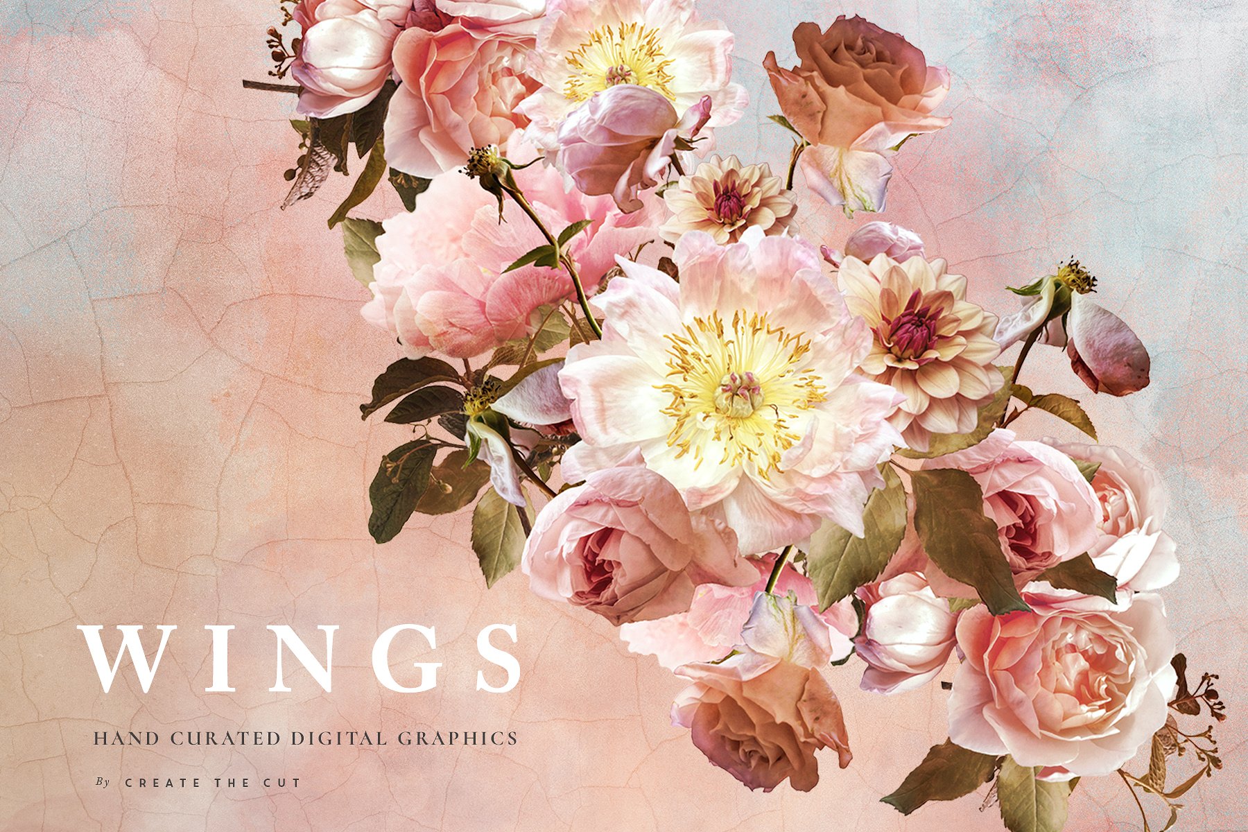 数字手绘粉色绽放牡丹插画 Digital Flower Clip Art – Wings