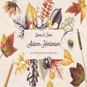 秋天树叶&种子矢量图形 Vector Autumn Leaves & Seeds Set