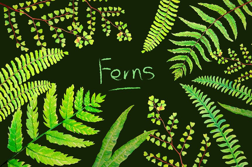 6款水彩手绘绿植蕨叶剪贴画 Watercolor Clipart Fern Leaves