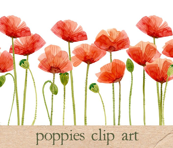 15款邪恶之花罂粟花水彩画 Watercolor Flowers, Poppies