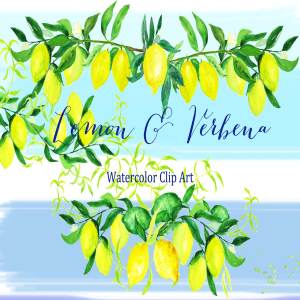 浪漫温柔的水彩柠檬马鞭草元素 Lemon & verbena. watercolors