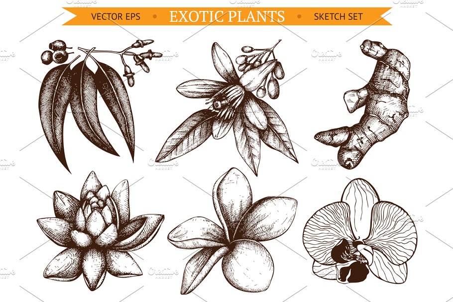 6款墨水手绘外来植物插图 6 Vector Exotic Flowers