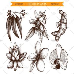 6款墨水手绘外来植物插图 6 Vector Exotic Flowers