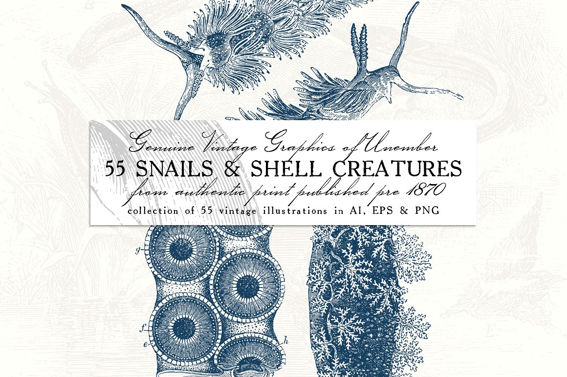 55款蜗牛和贝壳动物复古风插画 55 Snails and Shell Creatures Illus.