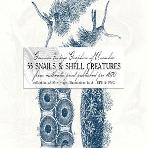55款蜗牛和贝壳动物复古风插画 55 Snails and Shell Creatures Illus.