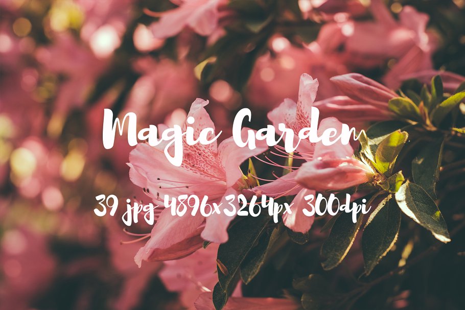 秘密花园花卉植物高清照片素材 Magic Garden photo pack