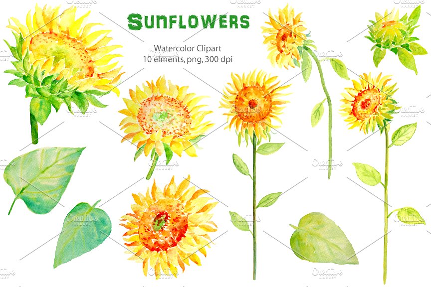 水彩向日葵剪贴画 Watercolor Clipart – Sunflowers