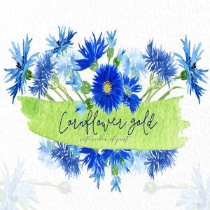 矢车菊&金色水彩剪贴画 Cornflowers gold. Watercolor clipart