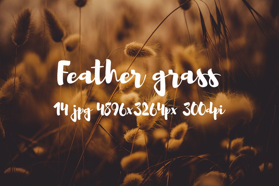 秋季狗尾巴草虚化背景图片包 Feather grass photo pack
