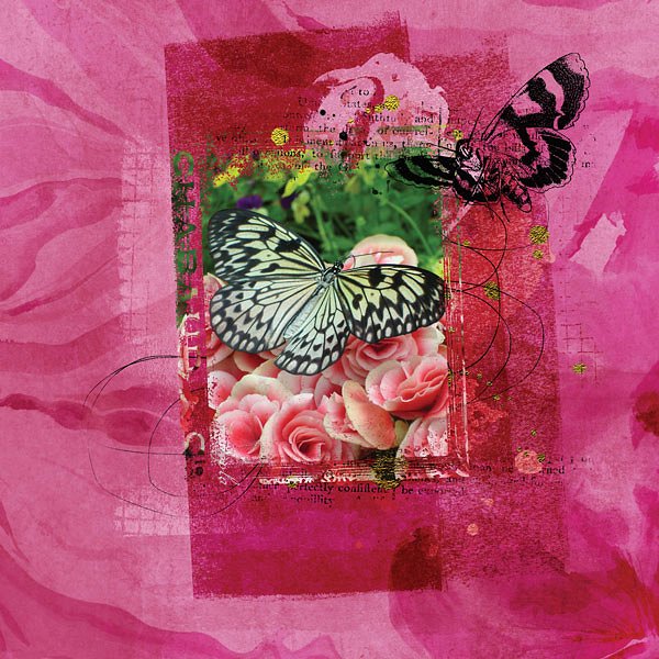 6个高品质的蝴蝶肌理效果PS笔刷下载[ABR]